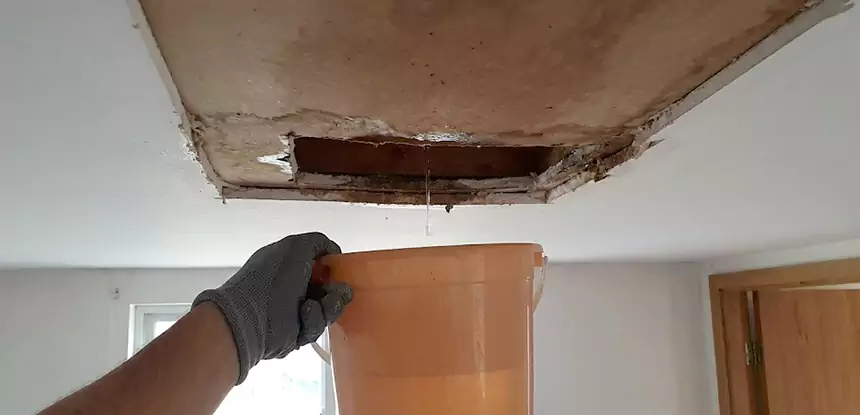 Ceiling Mold Repair Newnan